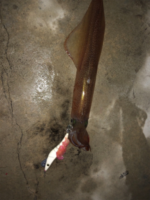 ヤリイカ入れ食い