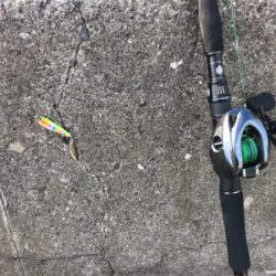 ヒラメ？カレイ？