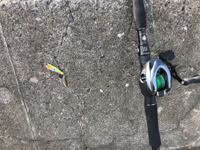 ヒラメ？カレイ？