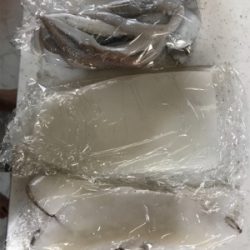 アオリイカ入れ食い