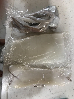 アオリイカ入れ食い