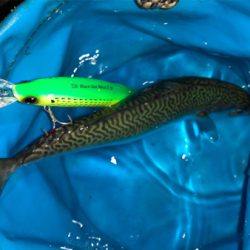 ジャスト70㎝^_^！ようやくゲット♪