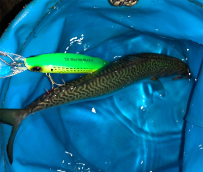 ジャスト70㎝^_^！ようやくゲット♪