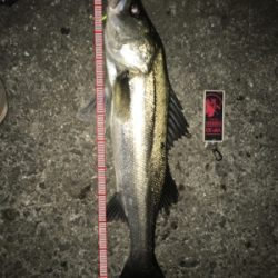 2019年 初シーバスゲット！