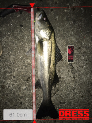 2019年 初シーバスゲット！