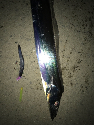 居ったら釣れます!