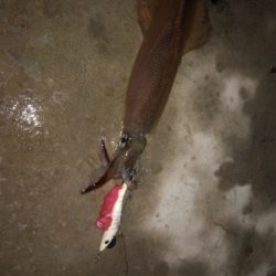 ヤリイカ入れ食いならず…