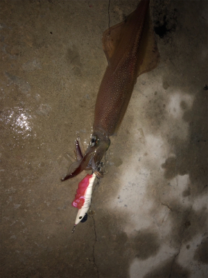 ヤリイカ入れ食いならず…