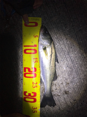 ちびめばプラッキング