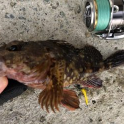 アジ狙いもメバル、ガシラ