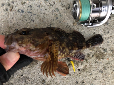 アジ狙いもメバル、ガシラ