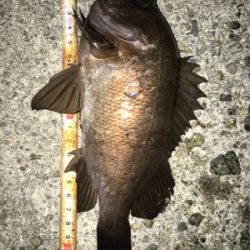 貝塚メバリング！サイズ、数ともに良し(^^)