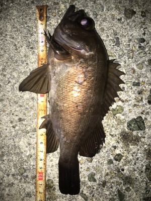 貝塚メバリング！サイズ、数ともに良し(^^)