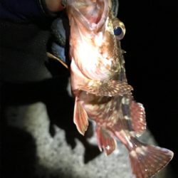 ガシラは裏切らない