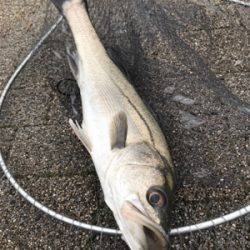 ホーム2に認定?