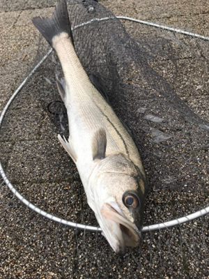 ホーム2に認定?