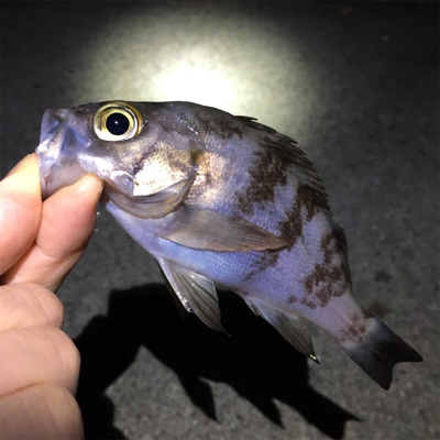 満月は渋いけど…。