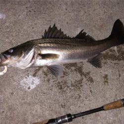 釣りしまくった