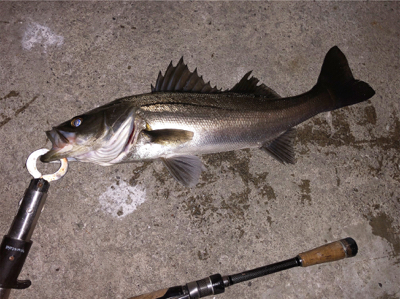 釣りしまくった