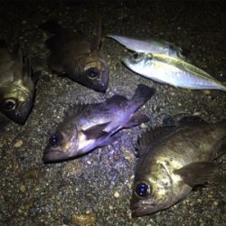 ナイトメバリング