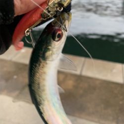 シーバスマルチ&ソイとか