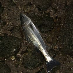 嬉しくも、無念❗️