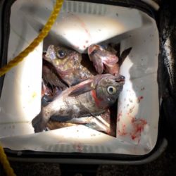 メバリング好調