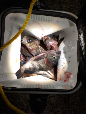 メバリング好調