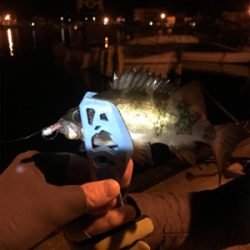 御所浦ライトゲーム②