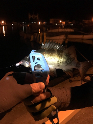 御所浦ライトゲーム②