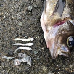 尺メバルを探して