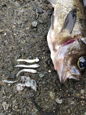 尺メバルを探して