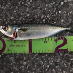 久しぶりの人工島