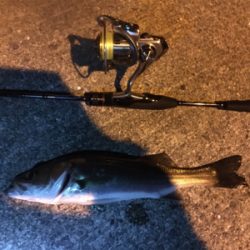 久々のアジと嬉しい外道