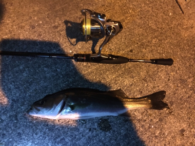 久々のアジと嬉しい外道