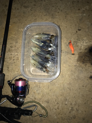 諦めかけていたヒイカ釣り…まだ釣れました＼…