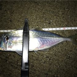 雪と雨の合間にアジング