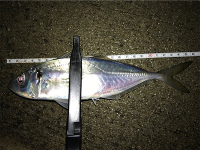 雪と雨の合間にアジング