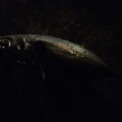 アジングゲーム