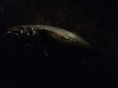 アジングゲーム