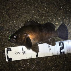 デイゲーからの夕まずめ