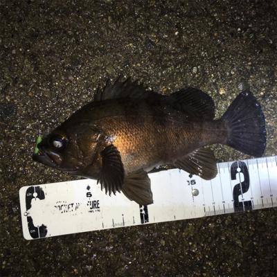 デイゲーからの夕まずめ