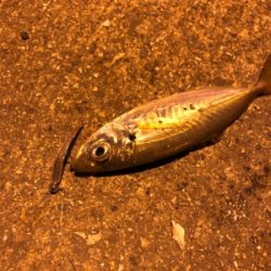 ナイトアジング