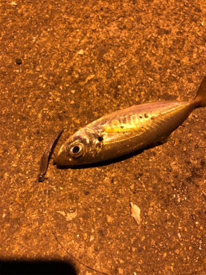 ナイトアジング