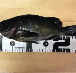 大分はメバルが最高