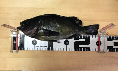 大分はメバルが最高