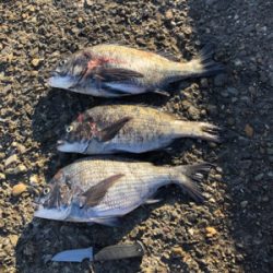 フカセ釣りでチヌ！