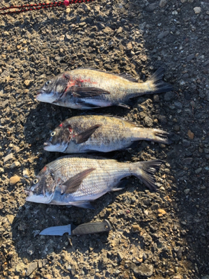 フカセ釣りでチヌ！