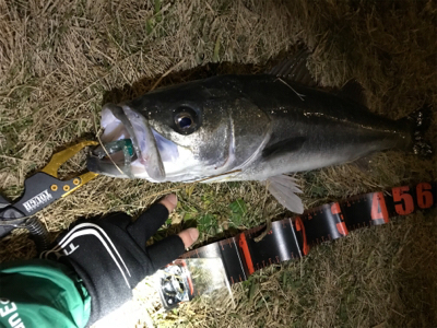 シーバス 70センチ