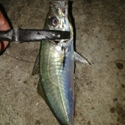 エギング、アジング